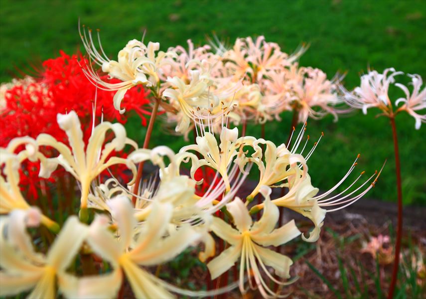 岐阜市内で彼岸花を見る