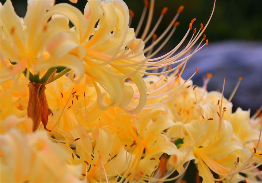 岐阜市内で彼岸花を見る