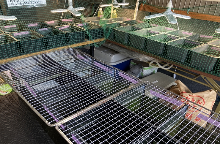 kuniちゃんのめだか　岐阜