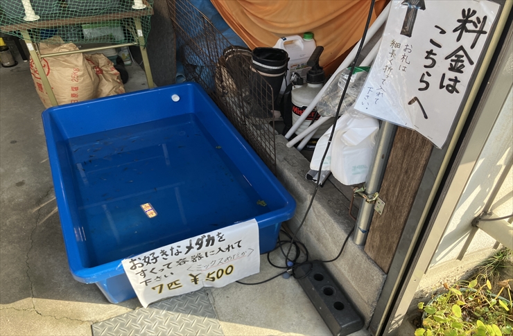 kuniちゃんのめだか　岐阜