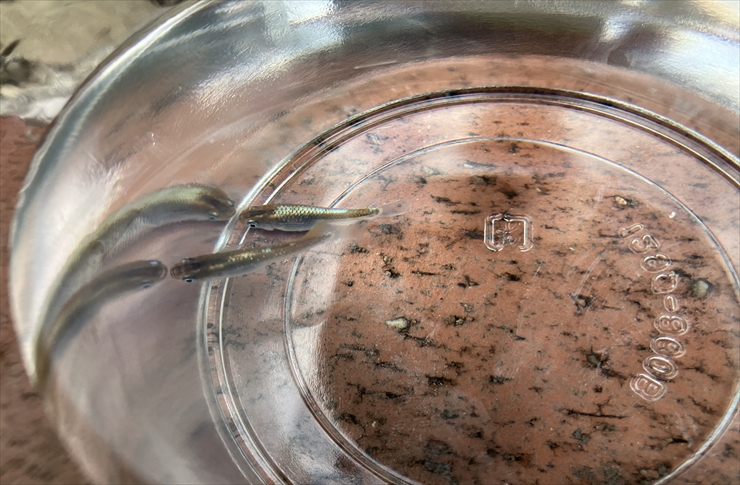 kuniちゃんのめだか　岐阜