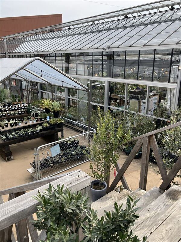 カラタン エミノワ 植物