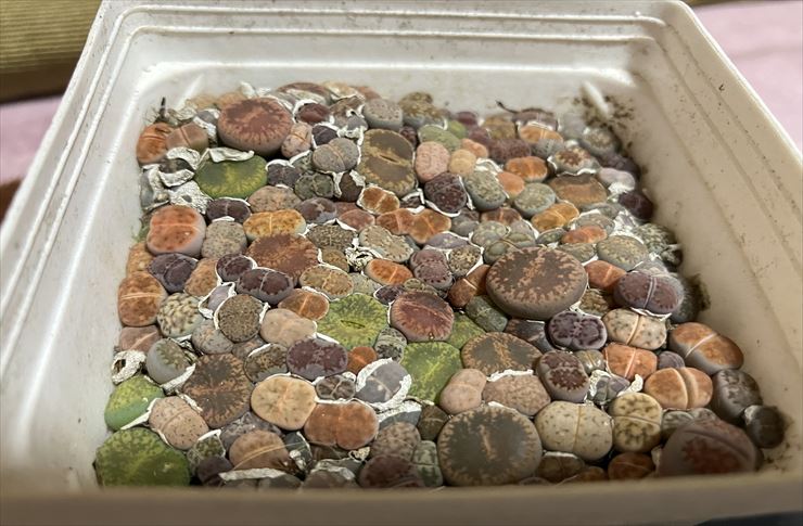 カラタン エミノワ WESTGATE18