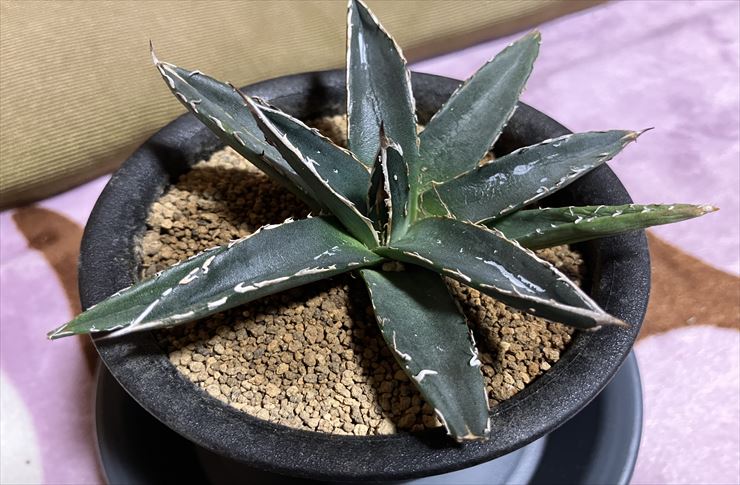 カラタン エミノワ WESTGATE18