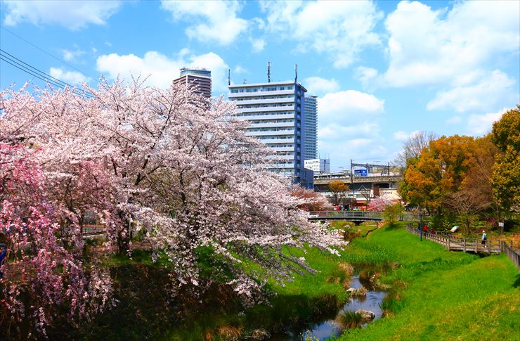 岐阜市 桜