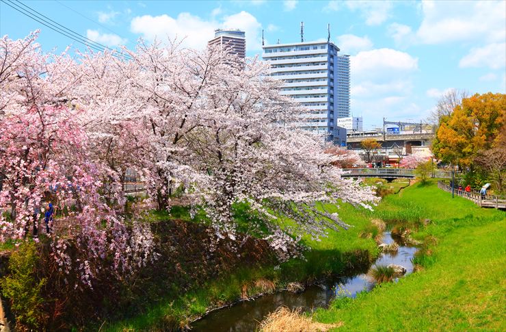 岐阜市 清水緑地公園 桜