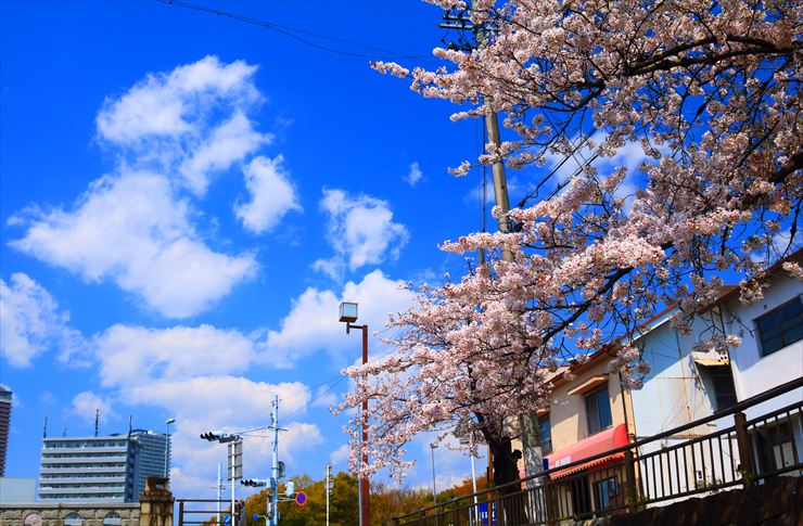 清水緑地公園 桜