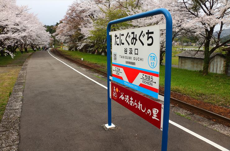 樽見鉄道 揖斐川町 桜