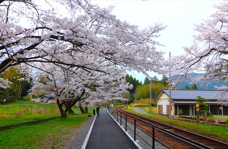 岐阜県 谷汲口駅 桜