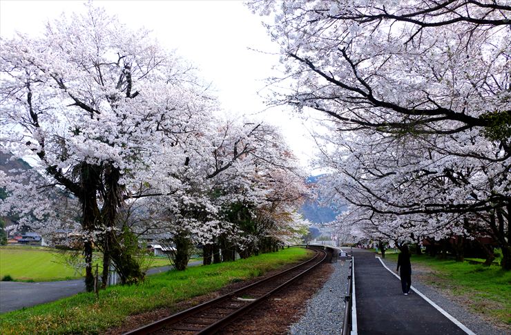 揖斐川町 谷汲口駅 桜