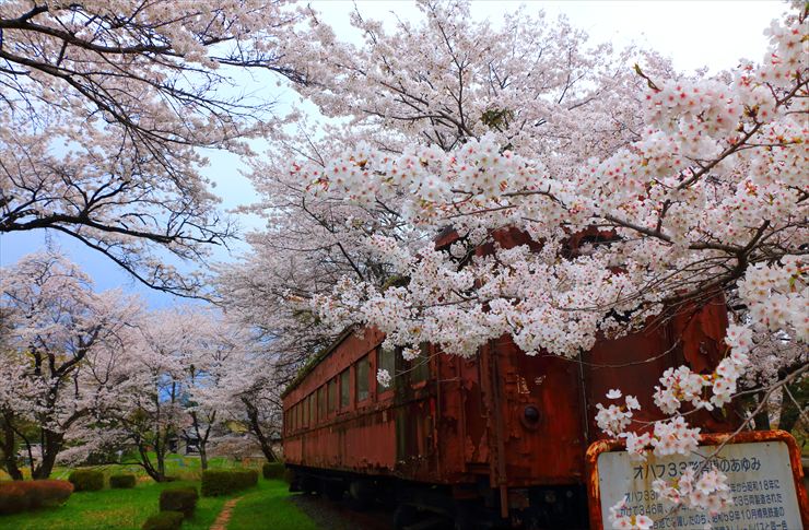 谷汲口駅 オハフ502 桜