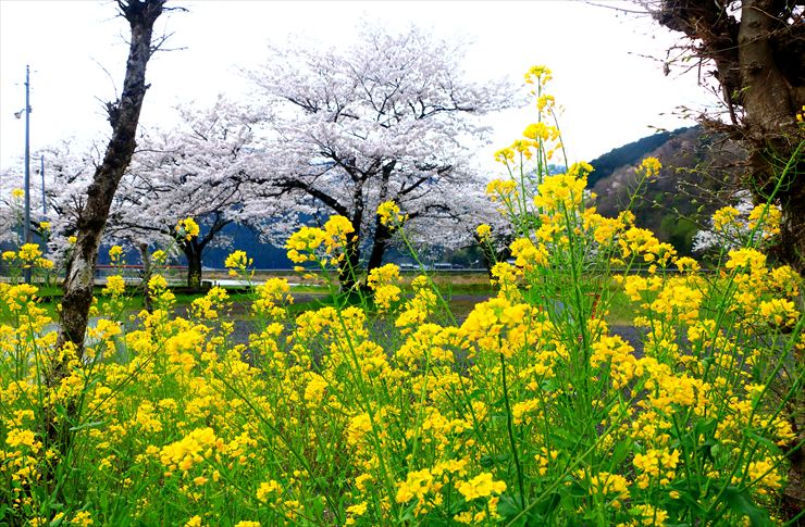 木知原駅 桜と菜の花