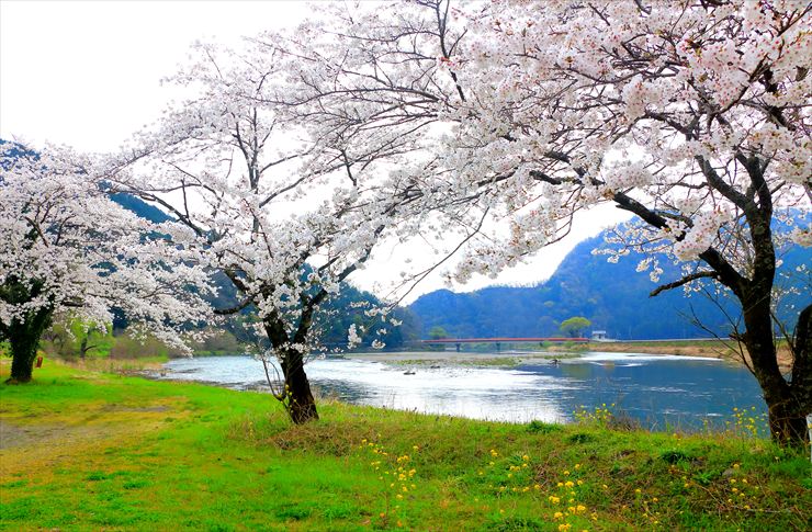 桜と揖斐川