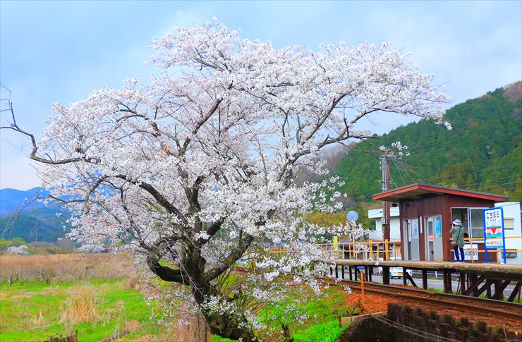 木知原駅 桜